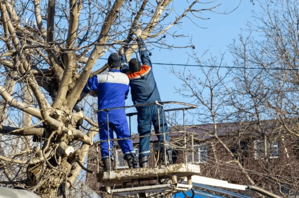 Bell Gardens Commercial Tree Care