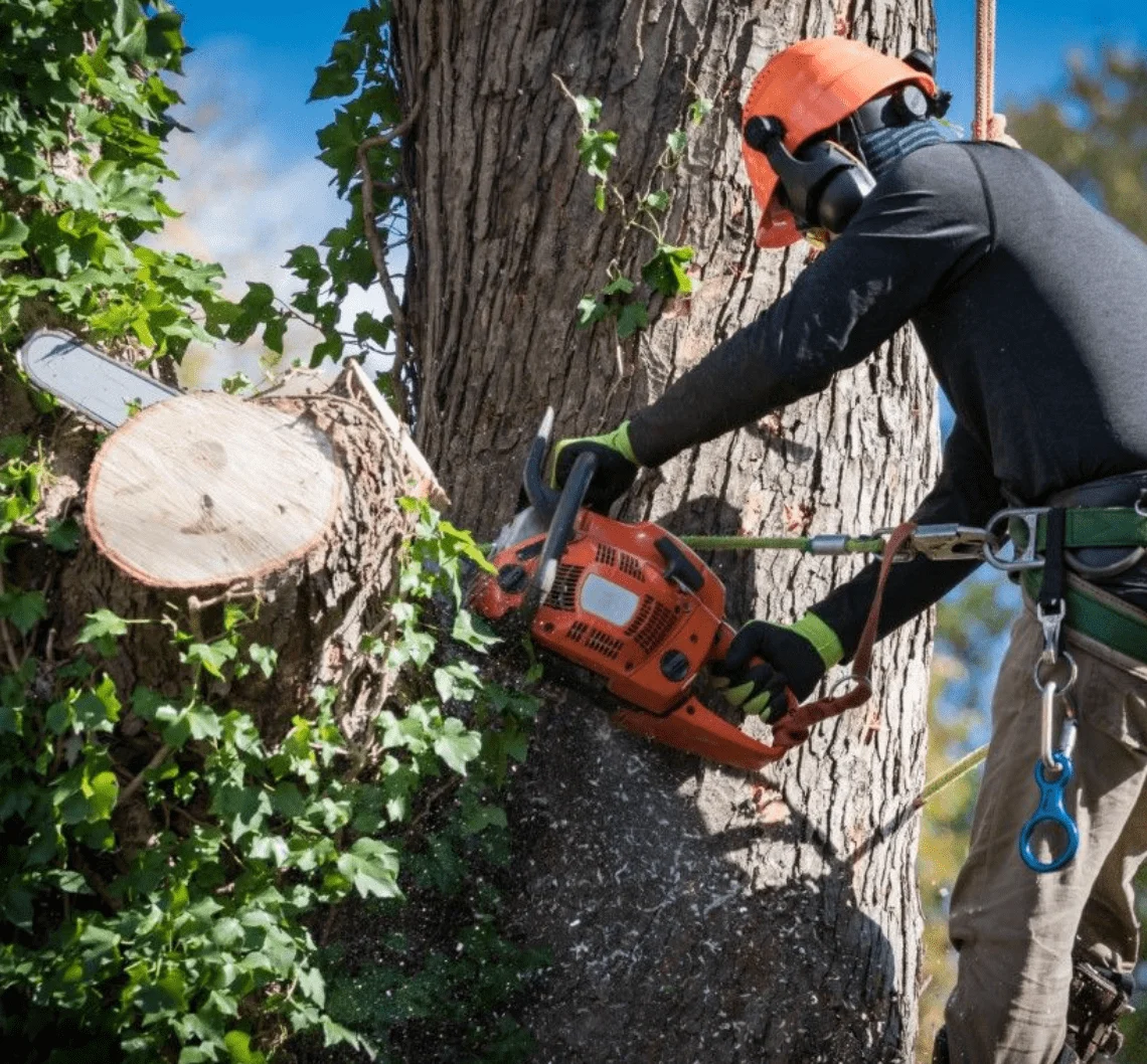 Cutting Down Tree 1