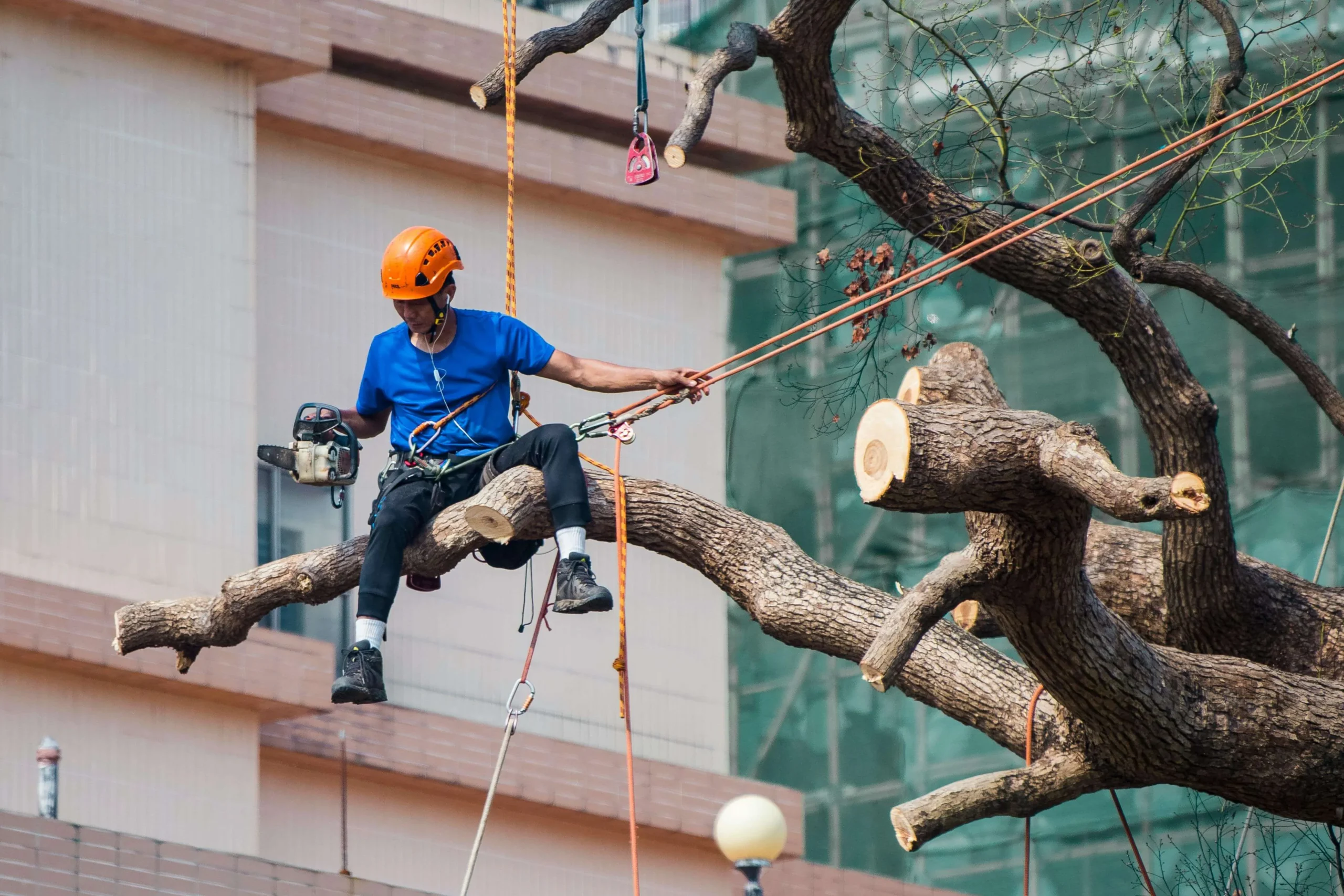 Landscaping and the planting of trees