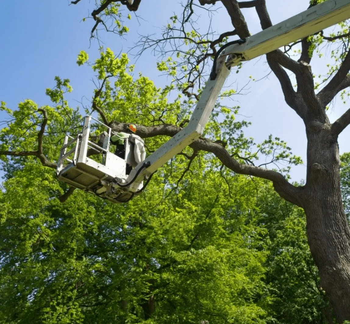 Commercial Tree Care bell gardens