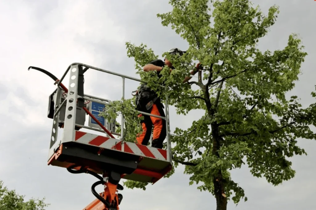 Bell Gardens Tree Trimming & Pruning