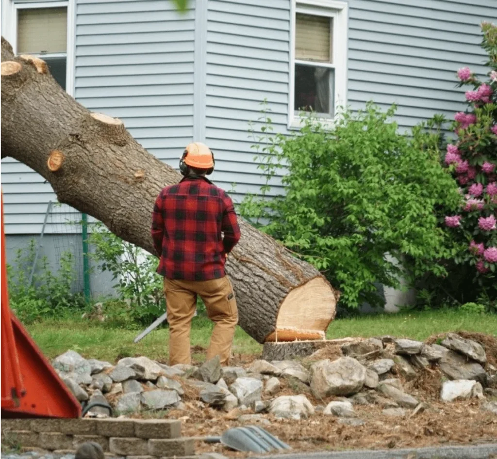 tree removal