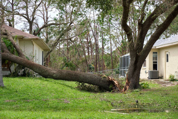 emergency tree services bell gardens