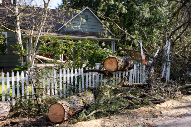 emergency tree services bell gardens