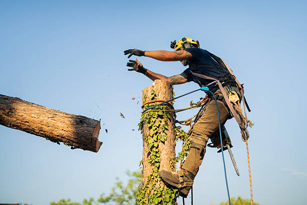 tree removal bell gardens