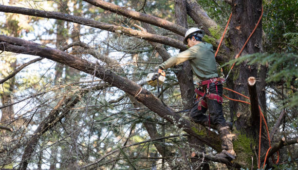 tree trimming bell gardens