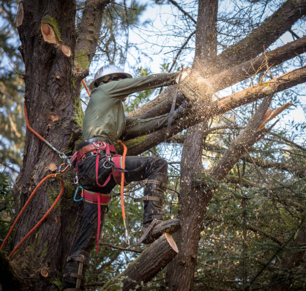 tree trimming bell gardens
