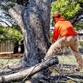 Bell Gardens tree service66-min